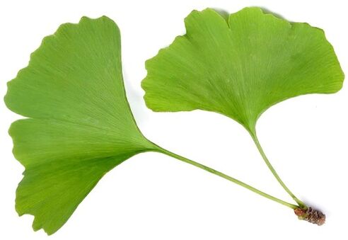 Insuvit sisältää ginkgo bilobaa